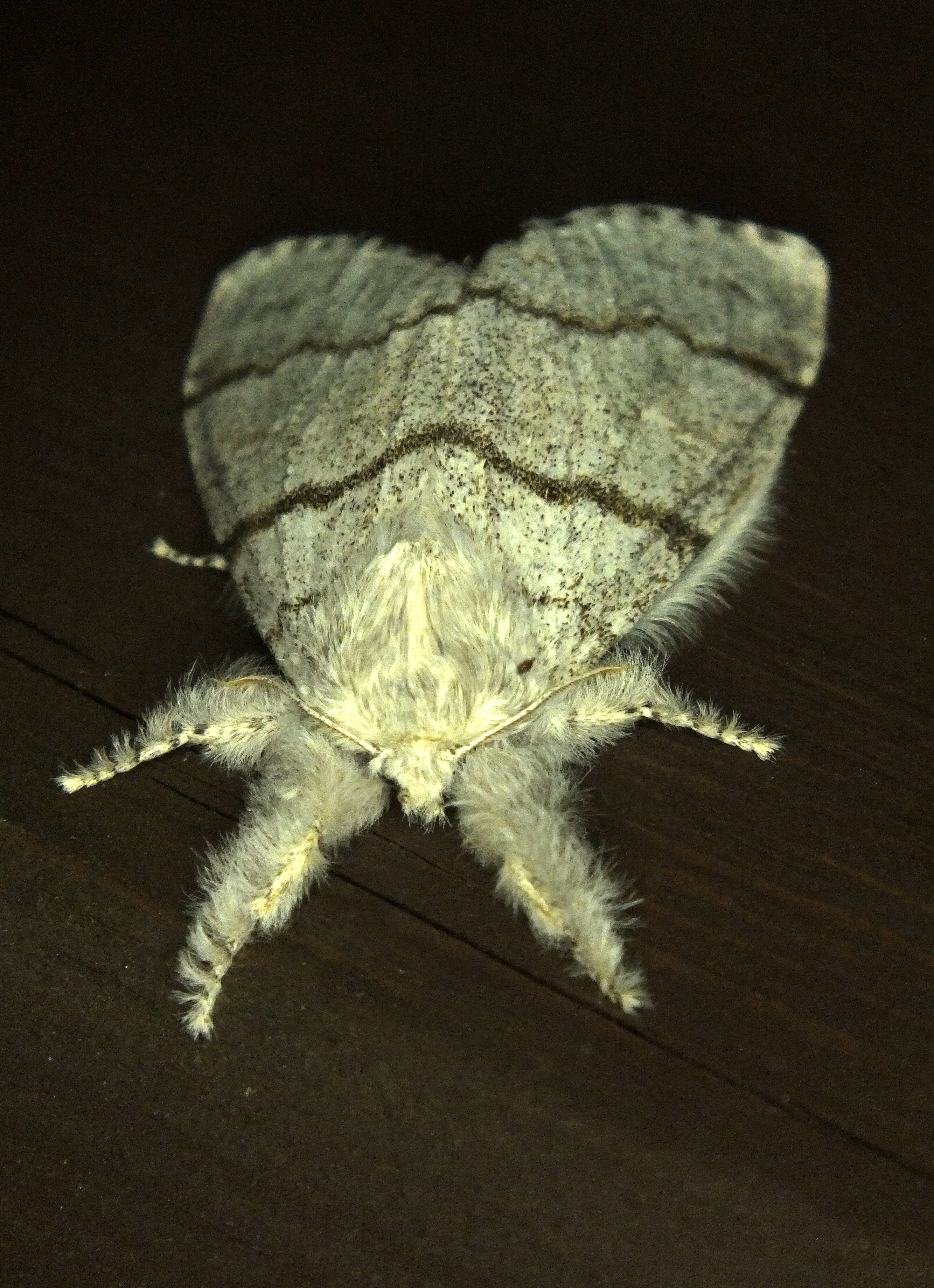  PALE TUSSOCK MOTH Bill Bagley Photography